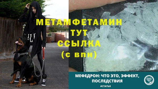 прущие грибы Няндома