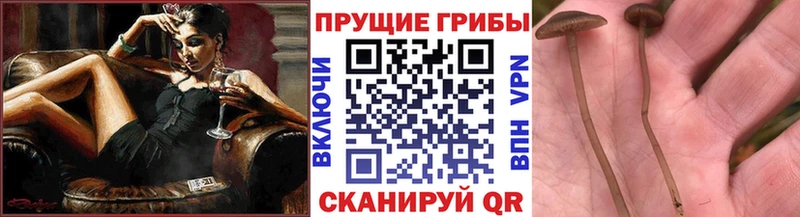 Псилоцибиновые грибы Psilocybe  наркотики  Макушино 